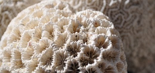 corail blanc